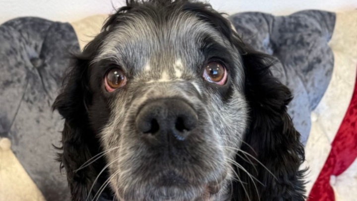 Cooper's International Journey - Live Animal Transportation