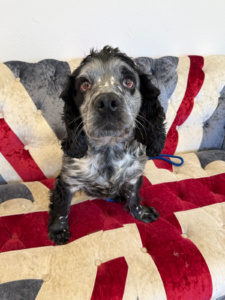 Pet transportation services for dogs, cats & small animals. Cooper recently moved from the UK to the USA, live animal transportation made easy for you - and your pet.