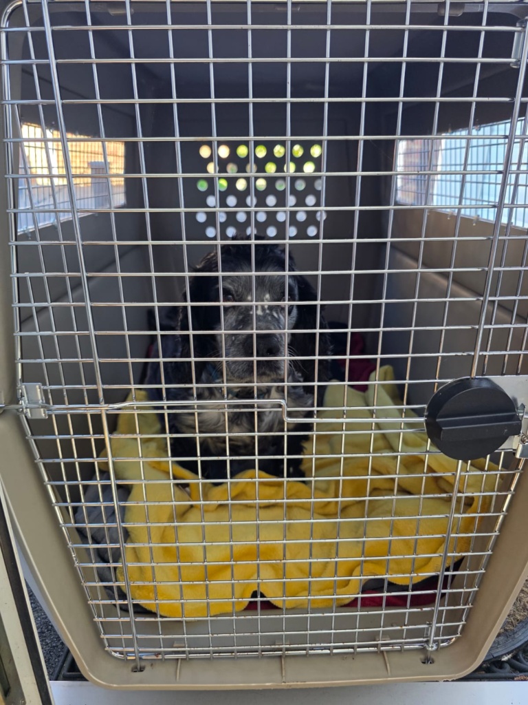 Live animal transportation, pet crated for international air travel.