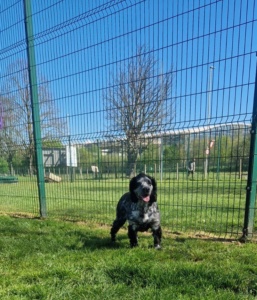 Cooper the dog enjoying some excercise before travelling - at Heathrow Animal Lounge Facilties