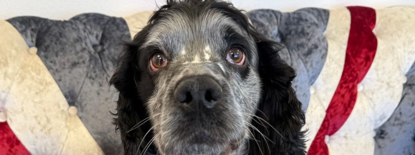 Cooper's International Journey - Live Animal Transportation