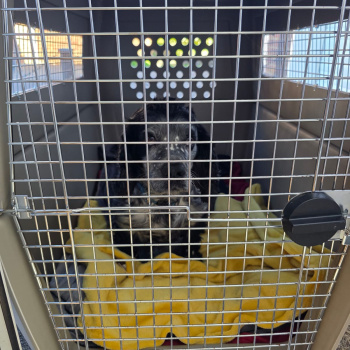 Cooper in his American airlines approved travel crate. Safe & secure with plenty of space for comfort